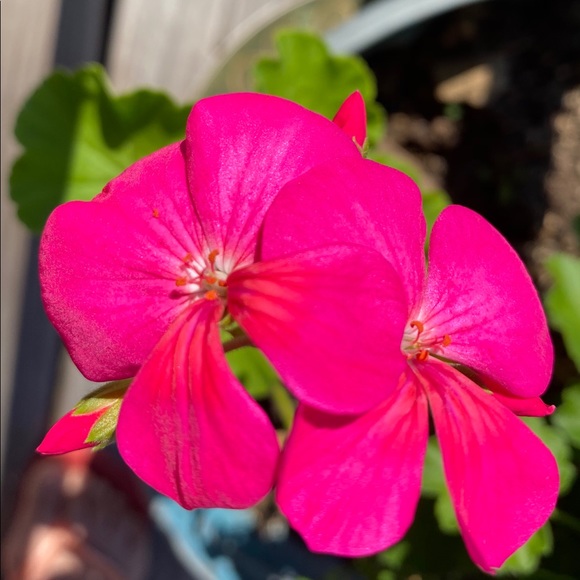 Meet your Posher, Liv - Picture 12 of 12